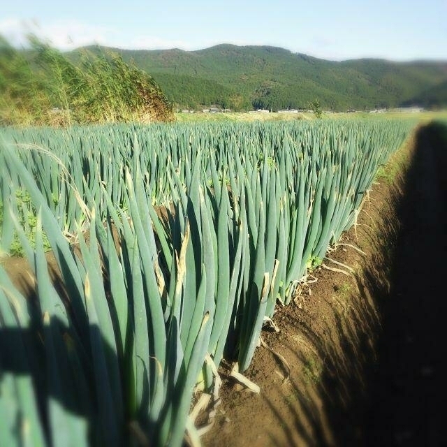 明日発送 長ネギ(白ネギ)訳あり お手軽ネコポス650グラム以上 農家直送 食品/飲料/酒の食品(野菜)の商品写真