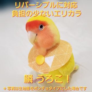 インコ エリザベスカラー(鱗・うろこ)1枚・3サイズ・4g(鳥)