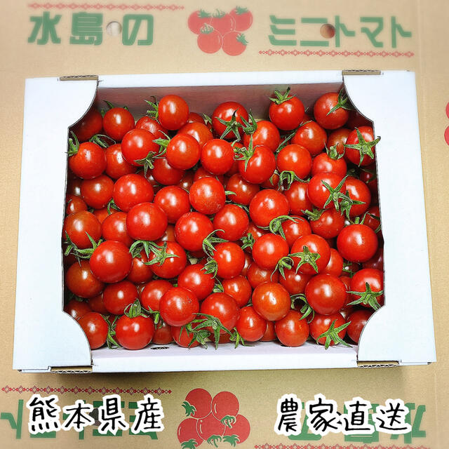 ミニトマト 食品/飲料/酒の食品(野菜)の商品写真