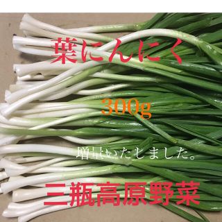 葉にんにく 300g  朝採り新鮮 島根の高原野菜(野菜)