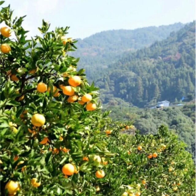 和歌山　有田みかん　新鮮コンパクト便☆ 食品/飲料/酒の食品(フルーツ)の商品写真