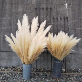 パンパスグラス90cm62本セット(ドライフラワー)