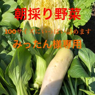 朝採り野菜詰め合わせ みったん様専用の通販 by きなこ's shop|ラクマ