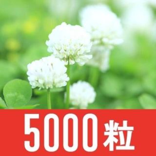 【5000粒超】ホワイトクローバー　シロツメクサ　種(その他)