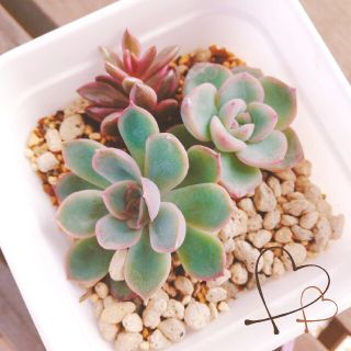 ★根付き３品種★多肉植物★(その他)