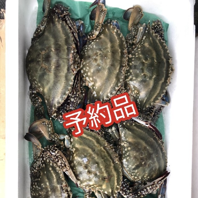 魚介函館水揚げワタリガニ10パイ【Lサイズ】