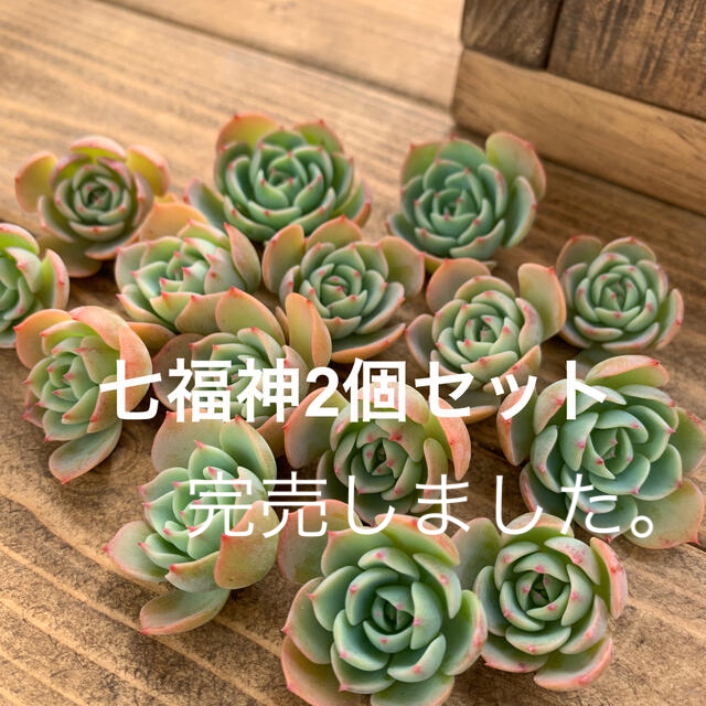 多肉植物✿七福神カット苗✿2個セット450円