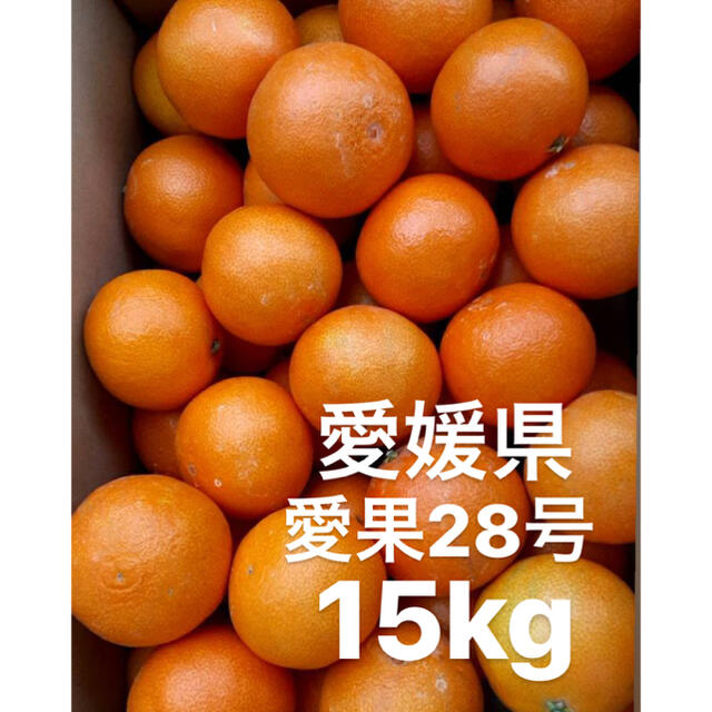 ・愛媛県　愛果28号　15kg 食品/飲料/酒の食品(フルーツ)の商品写真