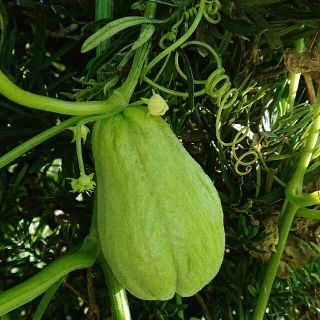 農薬未使用 ハヤトウリ 5㎏(野菜)