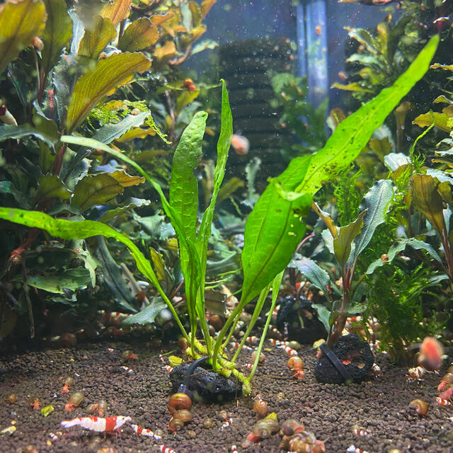 ミクロソリウムプテロプス 溶岩石付 - 水草