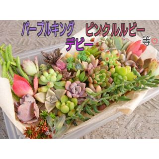 多肉植物　モリモリセット(その他)