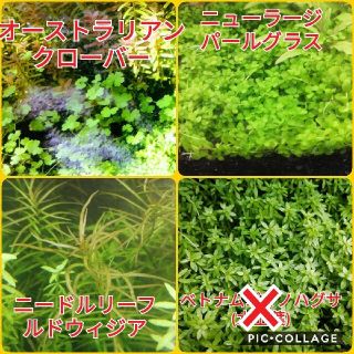 水草セット　4種類(アクアリウム)