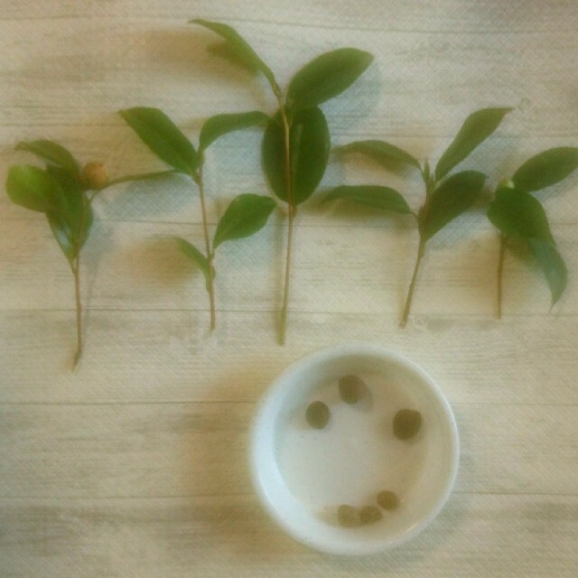 さざんか 挿し木 増量中 の通販 By Kaeru Shop ٩ ˊwˋ و ラクマ さざんか 挿し木 増量中 の通販 By Kaeru Shop ٩ ˊwˋ و ラクマ