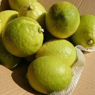 産地直送！  (無農薬)  レモン(フルーツ)