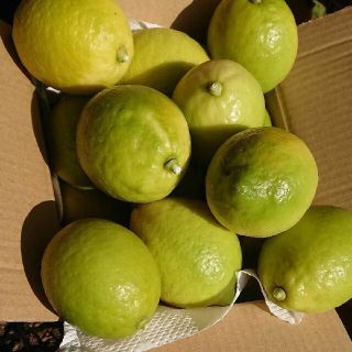 産地直送！   (無農薬)  レモン(フルーツ)