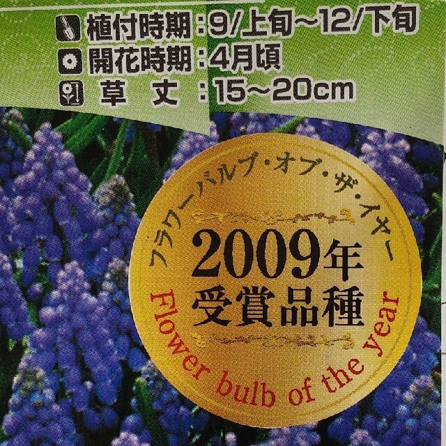 ムスカリ球根 アルメニアカム 20球根の通販 By ゴジラ君 S Shop ラクマ ムスカリ球根 アルメニアカム 20球根の通販 By ゴジラ君 S Shop ラクマ
