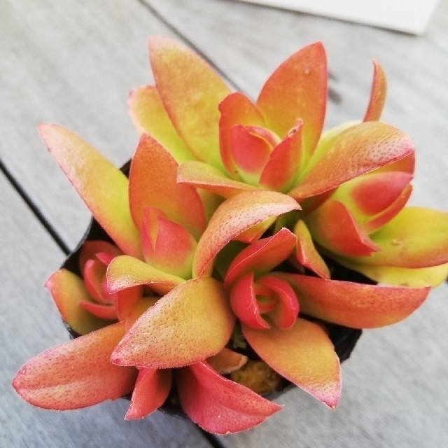 多肉植物 抜き苗 3種 多肉植物 抜き苗 3種