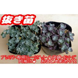 【抜き苗】ケープブランコ&パープレウム 多肉植物 セダム プレステラ プラ鉢(その他)