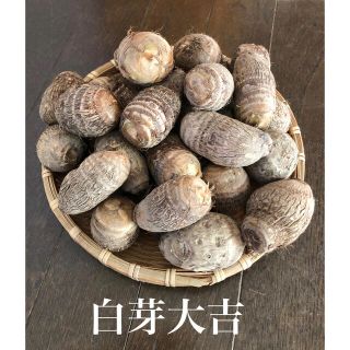 里芋　白芽大吉　約1.5kg  無農薬栽培(野菜)