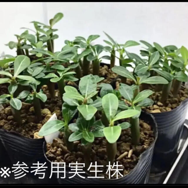 圧巻樹形 アデニウム タイソコトラナム種子10粒 King Adenium の通販 By Agaveya ラクマ 圧巻樹形 アデニウム タイソコトラナム種子10粒 King Adenium の通販 By Agaveya ラクマ