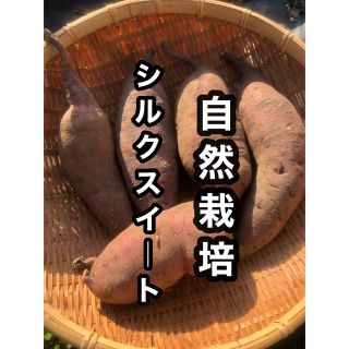 自然の恵み シルクスイート 自然栽培 岐阜県産(野菜)