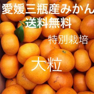 愛媛三瓶産みかん　大粒　10kg(フルーツ)