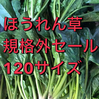 福岡県産★ほうれん草　規格外セール　栽培期間中農薬不使用　朝摘み120サイズ(野菜)