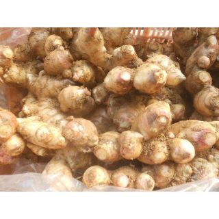 高知産　露地土付き新生姜　約４ｋｇ　家庭用　北海道沖縄発送不可(野菜)