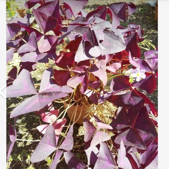 球根 オキザリス "トリアングラリス(紫の舞)  " ５個  小株をおまけします ハンドメイドのフラワー/ガーデン(その他)の商品写真