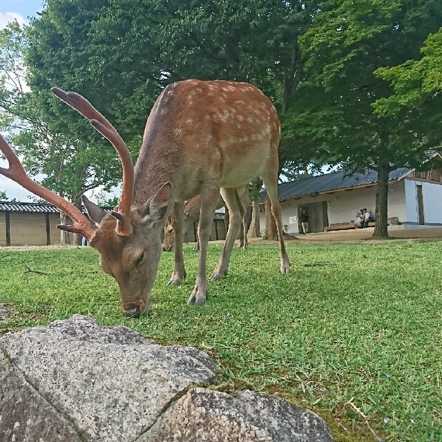 シャツ