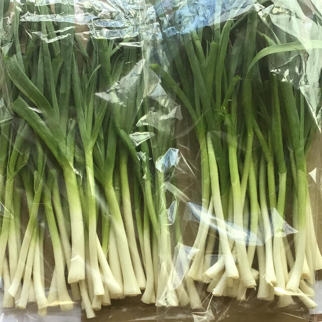 葉にんにく 500g 朝採り新鮮 島根の高原野菜 食品/飲料/酒の食品(野菜)の商品写真