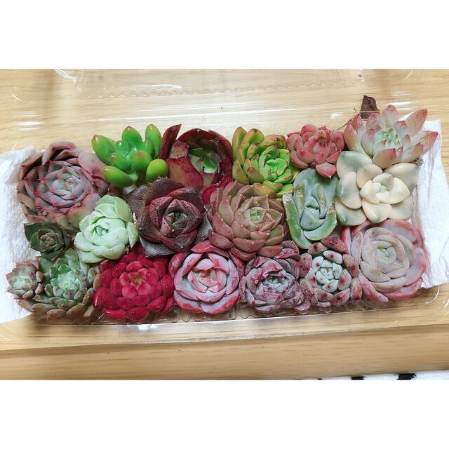 韓国多肉植物 寄せ植えセット18種 ハンドメイドのフラワー/ガーデン(その他)の商品写真