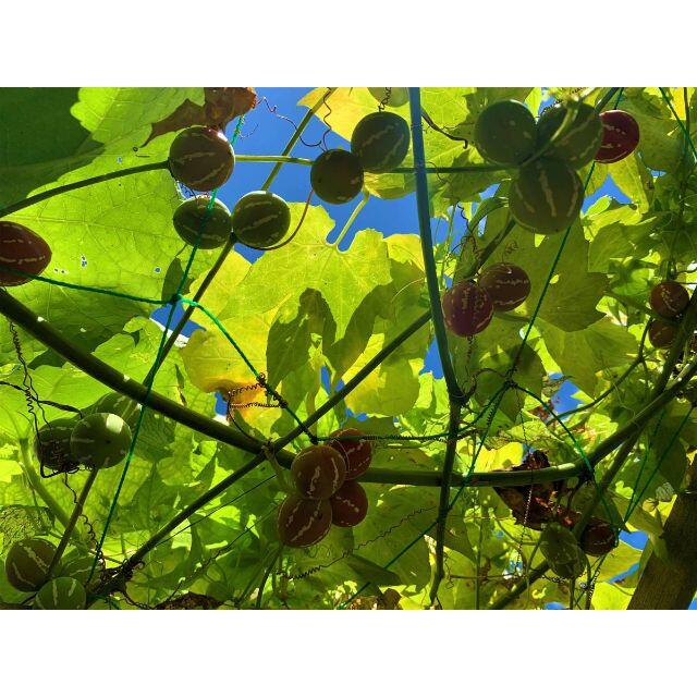 オキナワスズメウリ＊種50粒 ハンドメイドのフラワー/ガーデン(その他)の商品写真