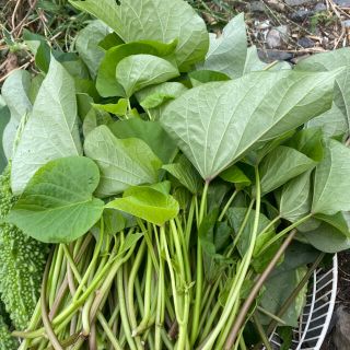 MOON様さつま芋の茎と葉　詰め放題(野菜)