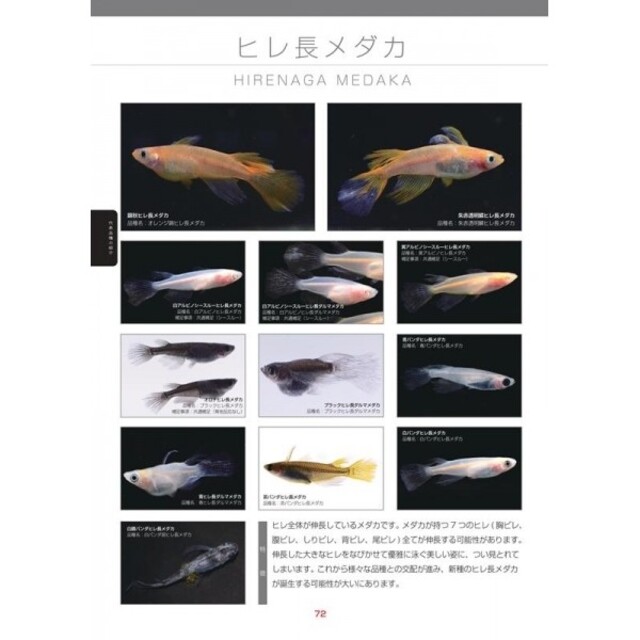 新品 522種類のメダカを掲載 19年度版 最新メダカカタログの通販 By むぅ S Shop ラクマ 新品 522種類のメダカを掲載 19年度版 最新メダカカタログの通販 By むぅ S Shop ラクマ