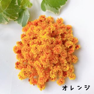 かすみ草ドライフラワー・オレンジお試し(ドライフラワー)