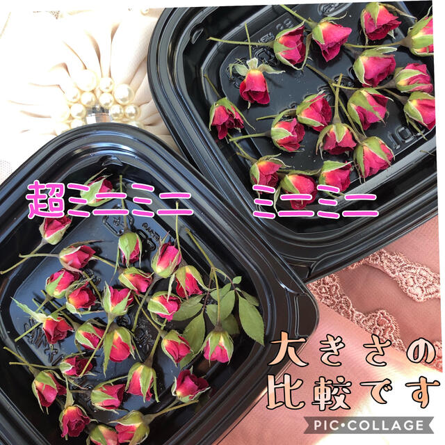 数量限定◎超ミニミニ20輪セット＋おまけ2輪付き★ミニ薔薇★ドライフラワー★花材 ハンドメイドのフラワー/ガーデン(ドライフラワー)の商品写真