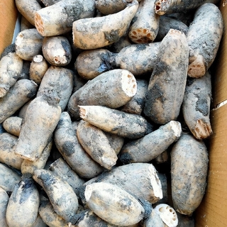蓮蓮根、岩国産泥付れんこん (規格外 、混ざりサイズ　3kg）(野菜)