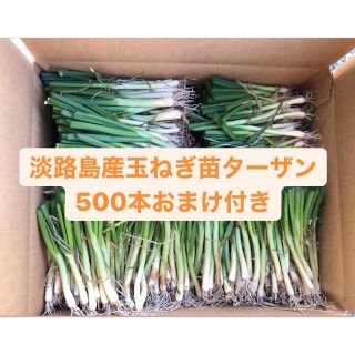 早い者勝ち淡路島産玉ねぎ苗ターザン500本おまけ付き送料無料(野菜)