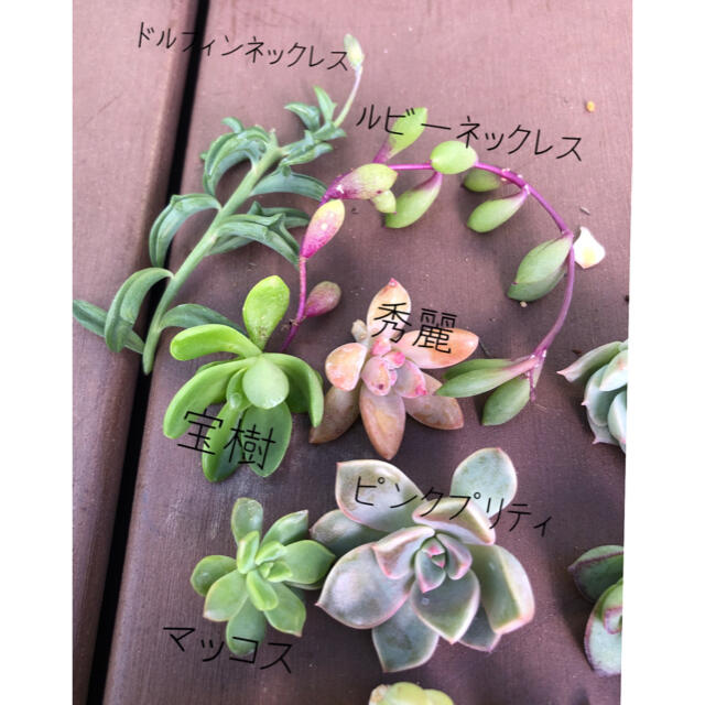 【多肉植物】18種カラフルカット苗 ハンドメイドのフラワー/ガーデン(その他)の商品写真