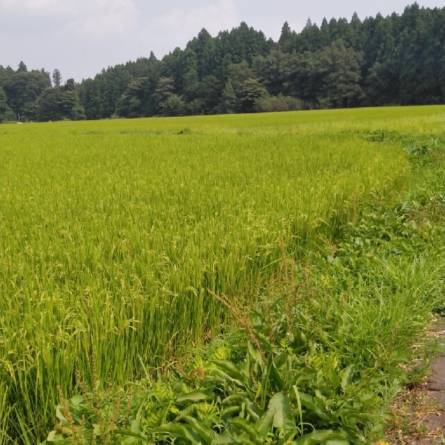 令和2年産栃木県特一等米コシヒカリ30キロ無農薬にて作ったお米です！！