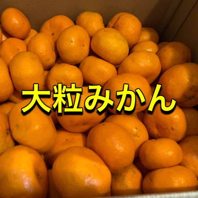 愛媛県産 訳あり 大粒 みかん 約13kg ミカン 蜜柑 食品/飲料/酒の食品(フルーツ)の商品写真