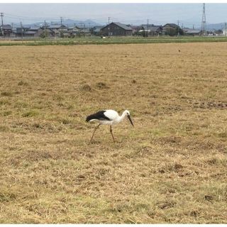 ヒタチ(日立)のさきがけ　様　専用(洗濯機)