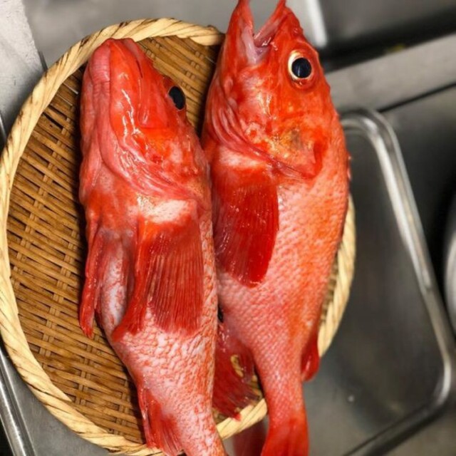 北海道高級キンキ　2～3尾 1kg