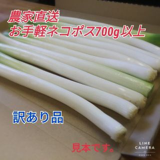 明日発送 長ネギ(白ネギ)訳あり お手軽ネコポス700グラム 以上農家直送(野菜)