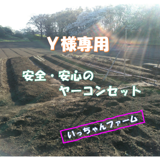 Ｙ様専用　ヤーコンセット　コンパクトサイズにて(野菜)