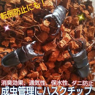 転倒防止に最適マット☆成虫管理にハスクチップ☆ 消臭・保水性に優れダニ防止に抜群(虫類)