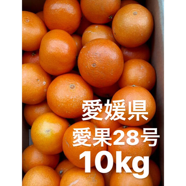○愛媛県 愛果28号 10kg - フルーツ