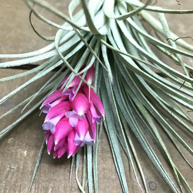 花芽付き♪ Tillandsia チランジア コットンキャンディパープル　 ハンドメイドのフラワー/ガーデン(プランター)の商品写真