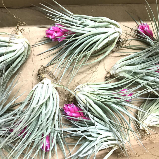 花芽付き♪ Tillandsia チランジア コットンキャンディパープル　 ハンドメイドのフラワー/ガーデン(プランター)の商品写真